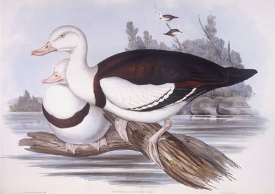 Anatra radjah (Tadorna radjah), incisione di John Gould da John Gould