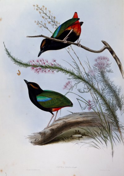 Pitta arcobaleno (Pitta iris), incisione da Birds of Australia da John Gould