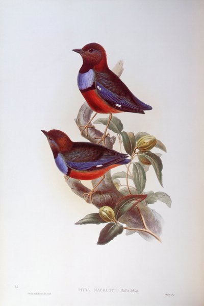 Pitta dal ventre rosso (Pitta erythrogaster), Incisione di John Gould da John Gould