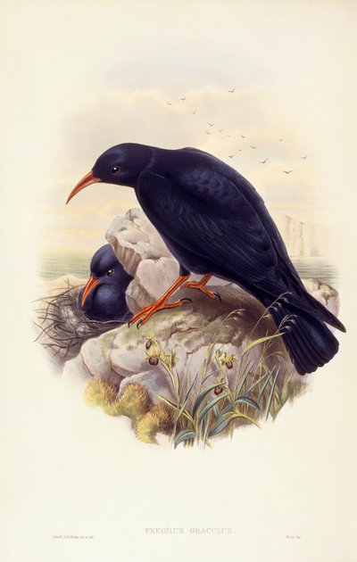 Gracchio corallino (Pyrrhocorax pyrrhocorax), Incisione di John Gould da John Gould