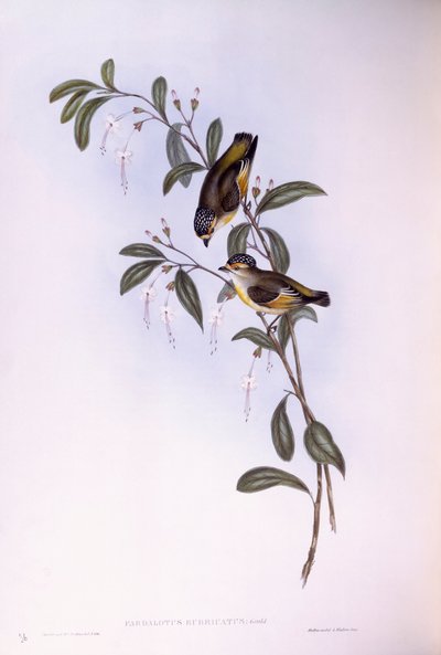 Pardalote dalle sopracciglia rosse (Pardalotus rubricatus), incisione di John Gould da John Gould