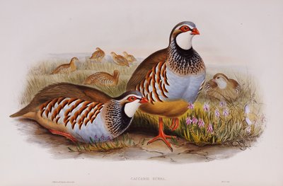 Pernici zamperosse, 1862-73 da John Gould