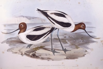Avocetta dal collo rosso (Recurvirostra novaehollandiae), incisione di John Gould da John Gould