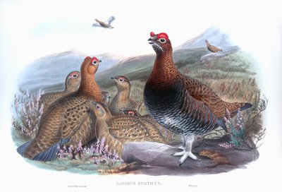Gallo cedrone rosso Lagopus lagopus scotica da John Gould