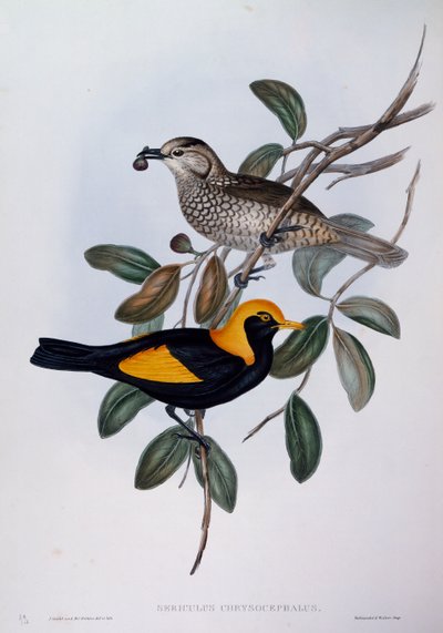 Uccello giardiniere reggente (Sericulus chrysocephalus), incisione da Birds of Australia da John Gould