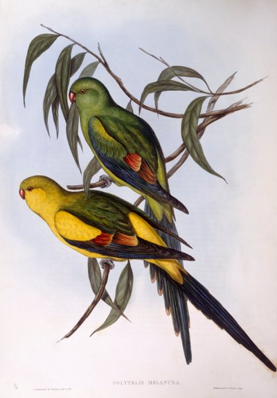 Pappagallo reggente (Polytelis anthopeplus), incisione di John Gould da John Gould
