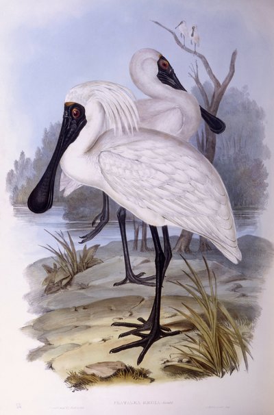 Spatola reale (Platalea regia), Incisione di John Gould da John Gould