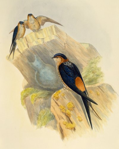 Rondine dal ventre rosso (Hirundo daurica), incisione di John Gould (1804-1881), Regno Unito da John Gould