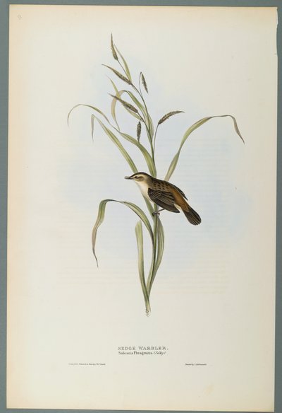 Cannaiola da John Gould