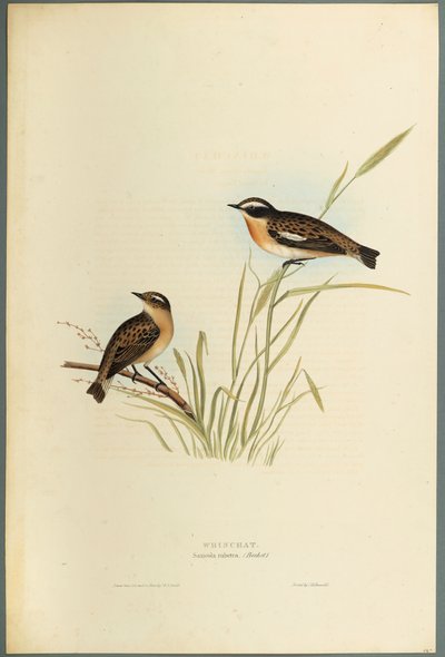 Stiaccino da John Gould