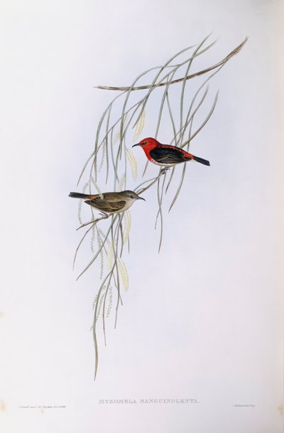 Mizomela scarlatta (Myzomela sanguinolenta), Incisione di John Gould da John Gould