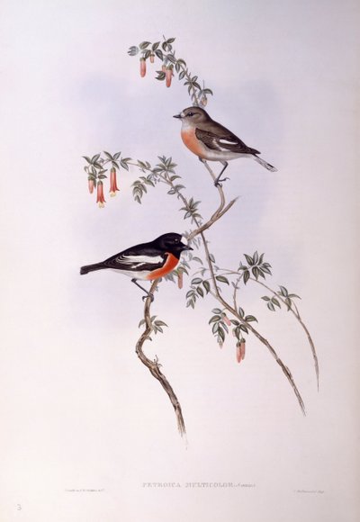 Pettirosso scarlatto (Petroica multicolour), Incisione di John Gould da John Gould