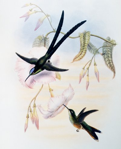 Colibrì a coda di forbice (Hylonympha macrocerca), incisione da Monograph of Trochilidae or Humming Birds (1849-1861), di John Gould, Regno Unito da John Gould