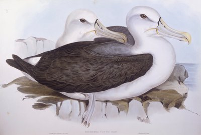 Albatros timido (Diomedea o Thalassarche cauta), Incisione di John Gould da John Gould