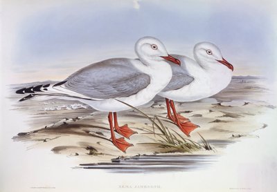 Gabbiano argentato (Larus novaehollandiae), incisione di John Gould da John Gould