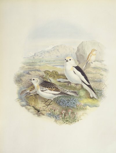 Zigolo delle nevi (Plectrophenax nivalis), illustrazione da John Gould