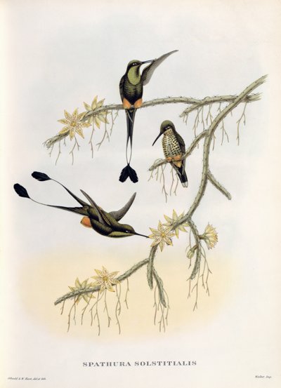 Spathura Solstitialis da John Gould