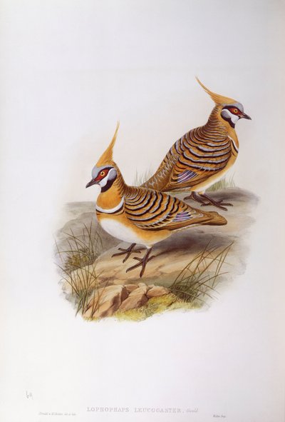 Piccione spinifex (Lophophaps plumifera leucogaster), incisione di John Gould da John Gould