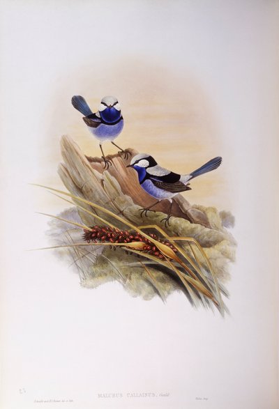 Malurus splendente (Malurus splendens), Incisione di John Gould da John Gould