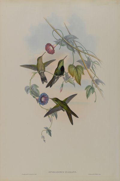 Colibrì di San Domingo da John Gould