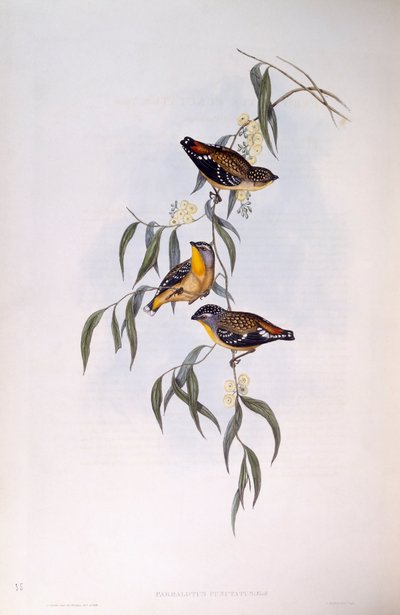 Pardalote macchiato (Pardalotus punctatus), incisione di John Gould da John Gould