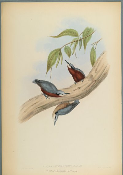 Picchio muratore ventrerosso da John Gould