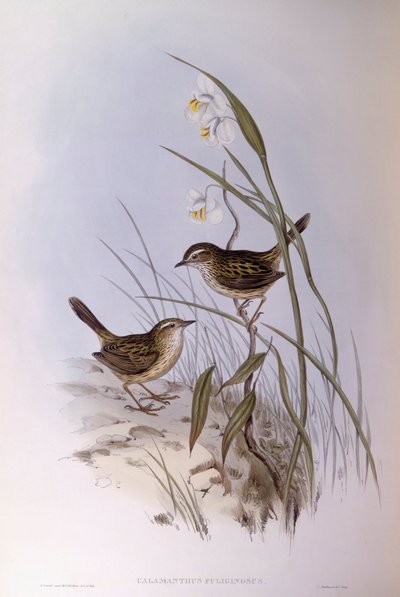 Calamanthus striato (Calamanthus fuliginosus), Incisione di John Gould da John Gould