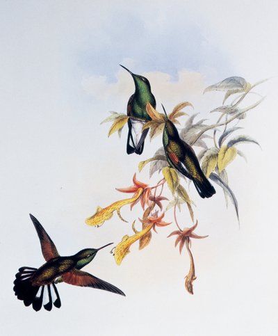 Colibrì a coda striata (Eupherusa eximia), incisione da Monograph of Trochilidae or Humming Birds (1849-1861), di John Gould da John Gould