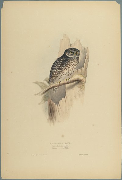 Civetta da John Gould
