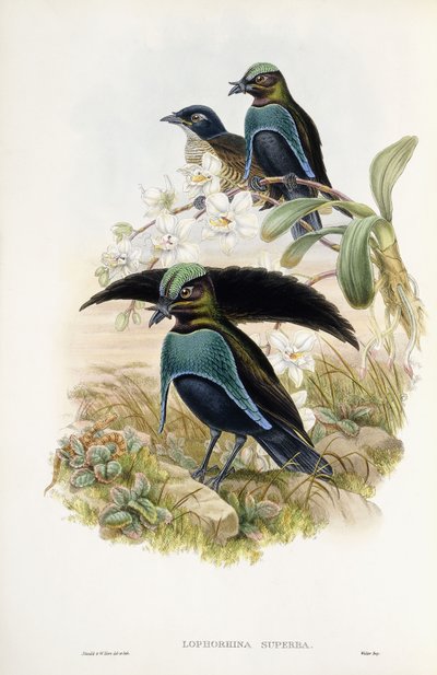 Uccello del paradiso superbo da John Gould