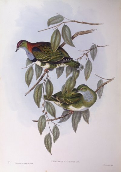 Colomba fruttarola superba (Ptilinopus superbus), incisione di John Gould da John Gould