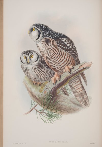Surnia Funerea, tavola da The Birds of Great Britain di John Gould, pubblicato 1862-73 da John Gould