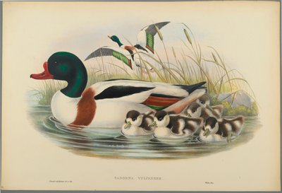Volpoca da John Gould