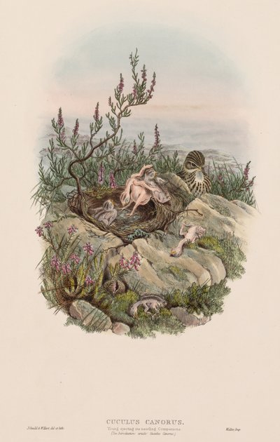 Gli uccelli della Gran Bretagna: Cuculus canorus da John Gould