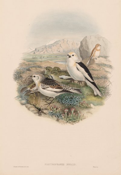Gli uccelli della Gran Bretagna: Plestrophanes nivalis da John Gould