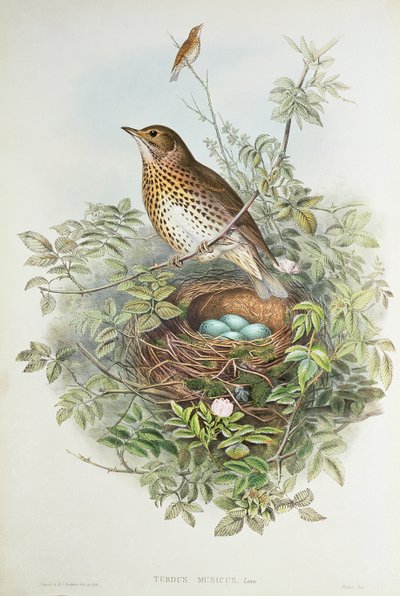 Tordo con il suo nido da John Gould