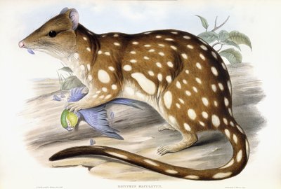 Quoll tigre da John Gould