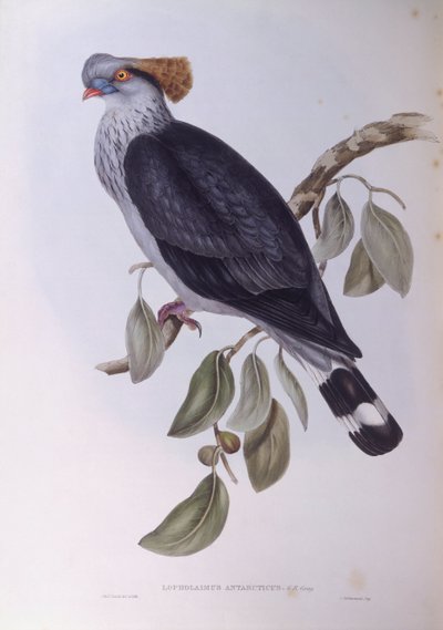 Piccione crestato (Lopholaimus antarcticus), incisione di John Gould da John Gould