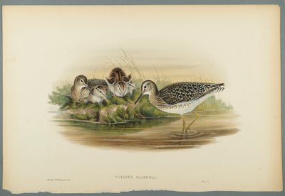 Piro piro boschereccio da John Gould