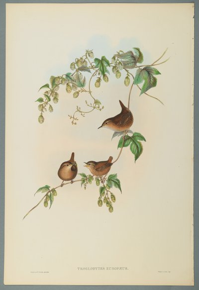 Troglodytes Europaeus - Scricciolo comune da John Gould