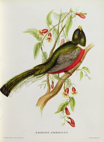 Trogon Ambiguus da 