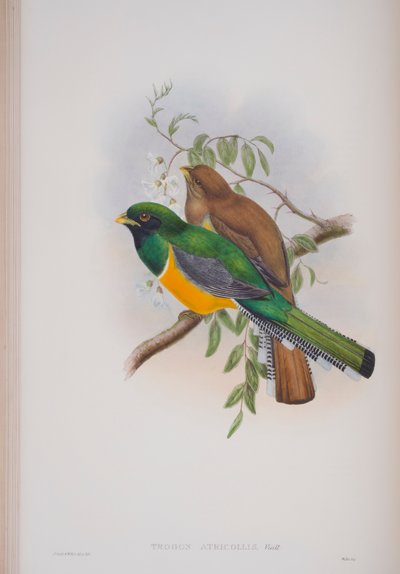 Trogon Atricollis, tavola da The Birds of Great Britain di John Gould, pubblicato 1862-73 da John Gould
