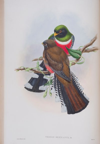 Trogon Mexicanus, tavola da The Birds of Great Britain di John Gould, pubblicato 1862-73 da John Gould