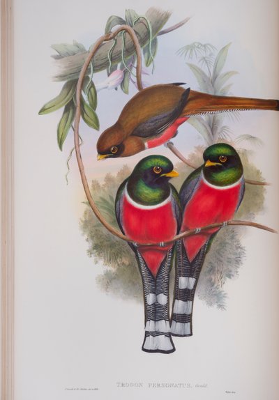 Trogon Personatus, tavola da The Birds of Great Britain di John Gould, pubblicato 1862-73 da John Gould