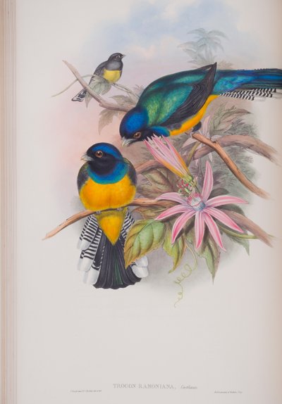 Trogon Ramoniana, tavola da The Birds of Great Britain di John Gould, pubblicato 1862-73 da John Gould