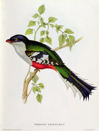 Trogon Temnurus da 