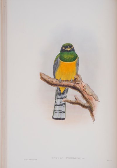 Trogon Tenellus, tavola da The Birds of Great Britain di John Gould, pubblicato 1862-73 da John Gould