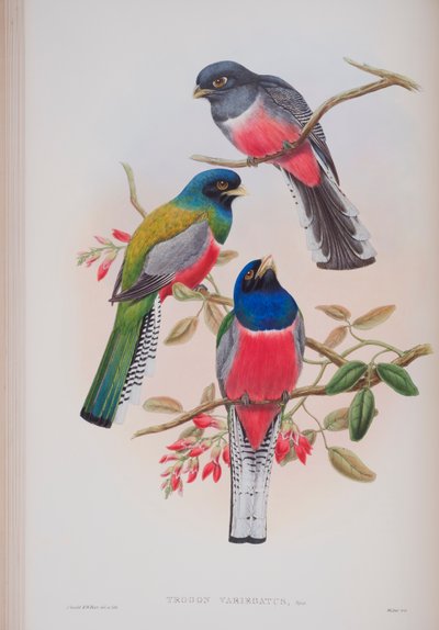 Trogon Variegatus, tavola da The Birds of Great Britain di John Gould, pubblicato 1862-73 da John Gould