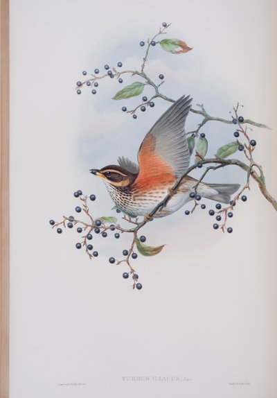 Turdus Illacus, tavola da The Birds of Great Britain di John Gould, pubblicato 1862-73 da John Gould