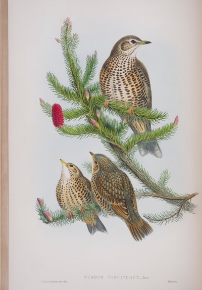 Turdus Viscivorus, tavola da The Birds of Great Britain di John Gould, pubblicato 1862-73 da John Gould